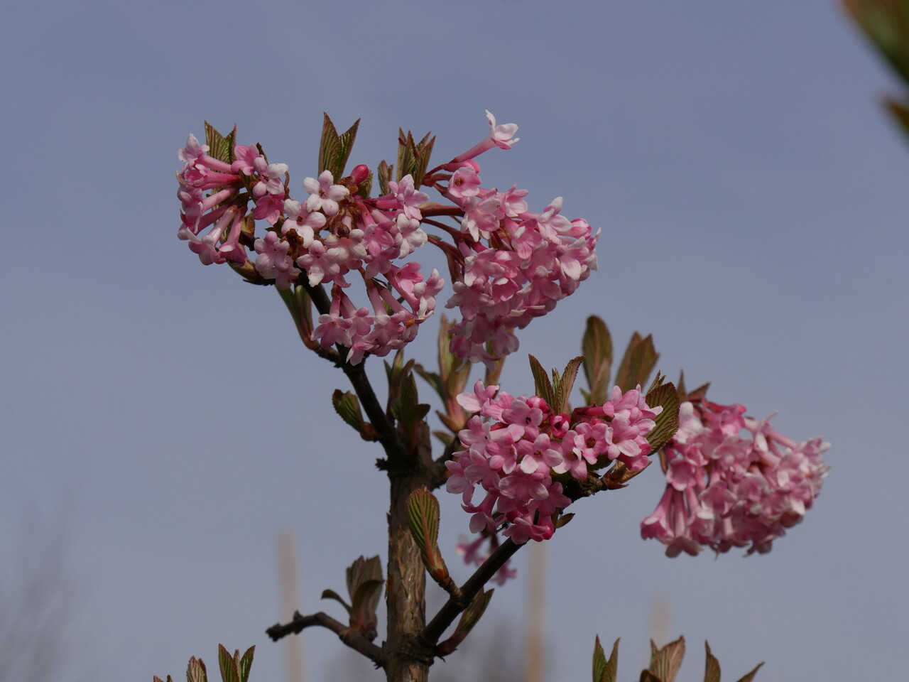 Viburnum ×bodnantense 'Dawn' Viburnum ×bodnantense 'Dawn' Van den